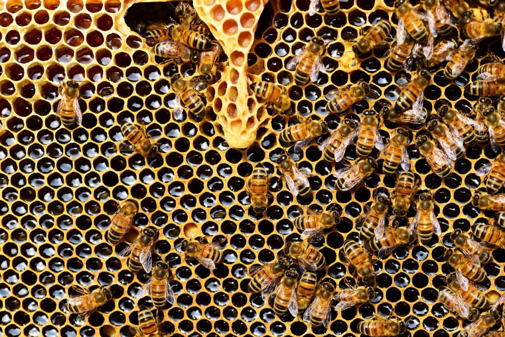 miel et abeilles, ruche